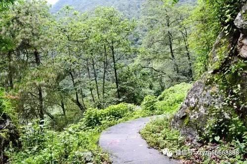 森系丛林